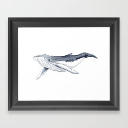 Baby humpback whale (Megaptera novaeangliae) Framed Art Print