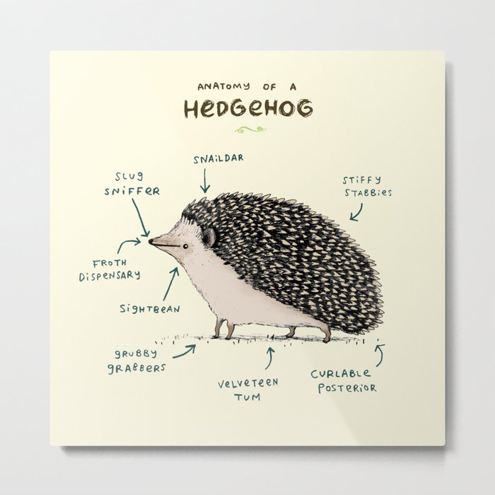 Anatomy of a Hedgehog Metal Print