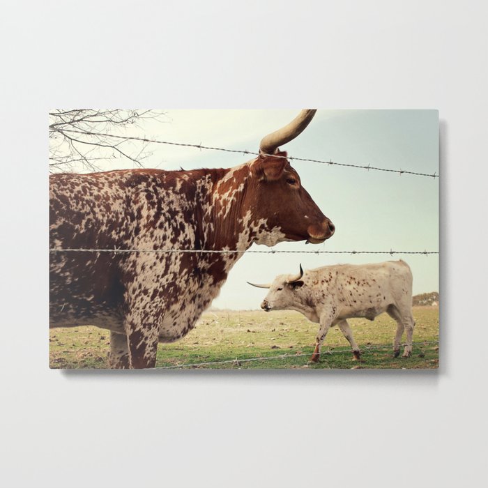 Texas Longhorn Cattle Metal Print