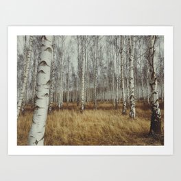 Nordic birches Swedish nature Art Print