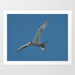 Sequence of Terns 4 of 6 Art Print