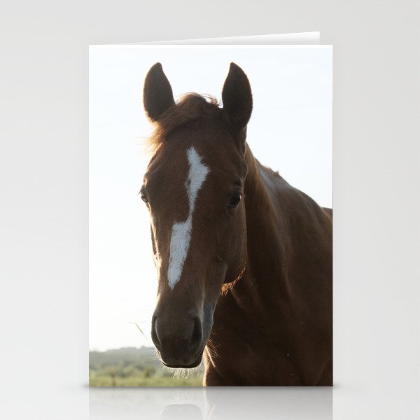 Brown Filly Foal Horse Portrait Stationery Cards