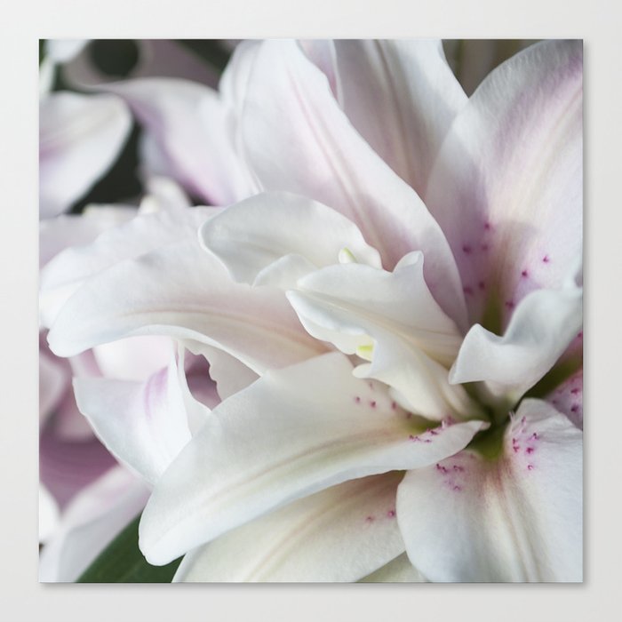 Lily Bloom Canvas Print