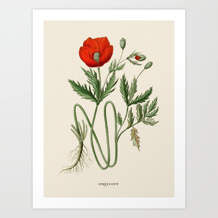 Red Poppy Antique Botanical Illustration Art Print