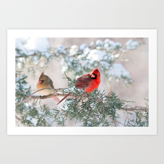 Remembering.... (Northern Cardinals) Art Print