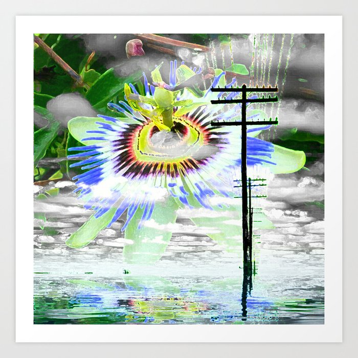 Passion Flower High - Kisvackor Mindennapjai