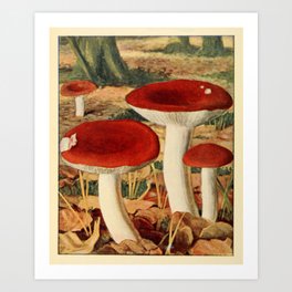 Naturalist Mushroom Art Print