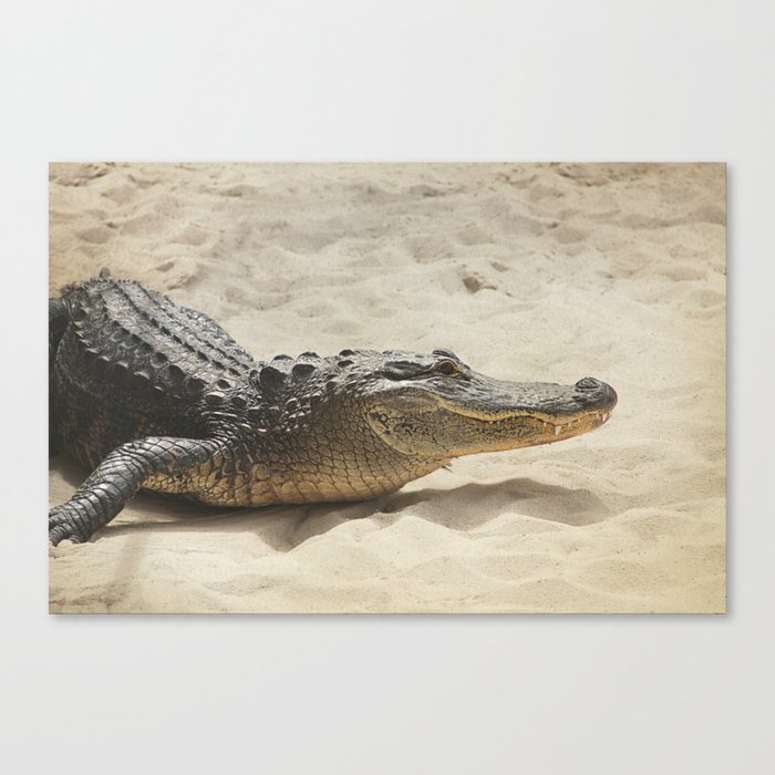 Alligator Photography | Reptile | Wildlife Art Canvas Print
