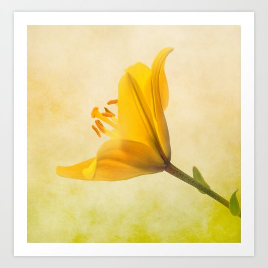Lemon Lily Art Print
