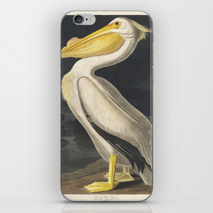 American White Pelican from Birds of America (1827) by John James Audubon iPhone Skin