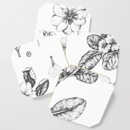 botanical illustration of primula primrose flowers Coaster