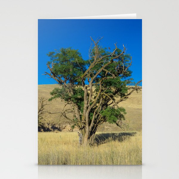 Hawk in Tree, Great Plains Nature Stationery Cards