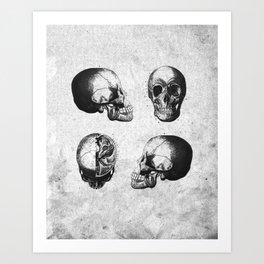 Vintage Medical Engravings of a Human Skull Art Print