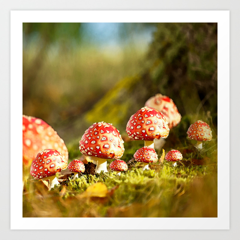 Beautiful But Toxic Fly Agaric Amanita Autumn Illustration Decor Society6 Buyart Art Print By Pivivikstrm Society6