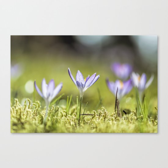 Crocus meadow Canvas Print