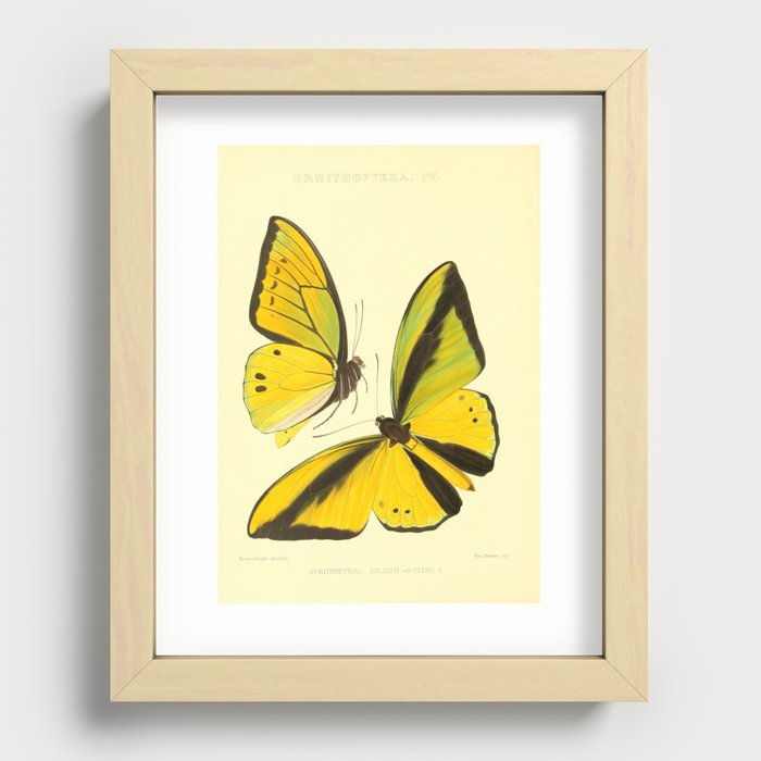 Lepidoptera Butterfly Pattern WFK Cottagecore Lithograph Print Recessed Framed Print