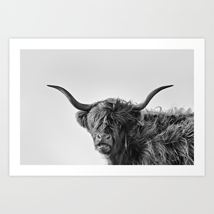 Highland cow in black and white in closeup Art Print