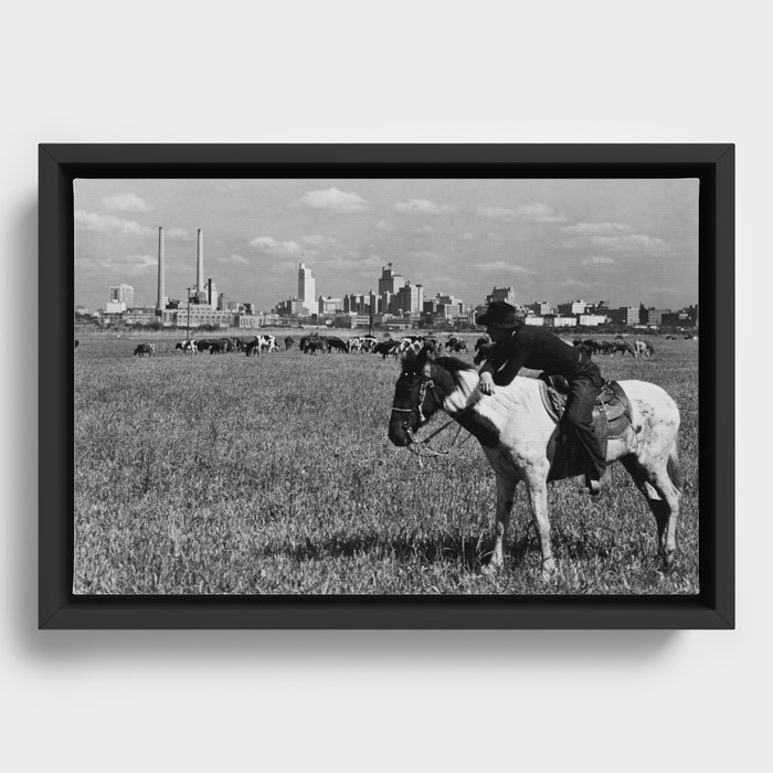 Cowboy Watching Over A Herd Of Cattle - Dallas Texas 1945 Framed Canvas