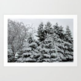 Fresh Snow on Trees Art Print
