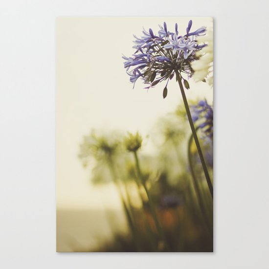 Agapanthus Canvas Print