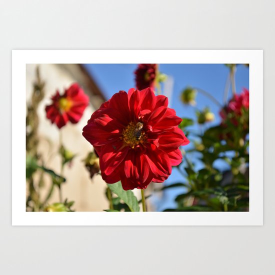 Summer flower Art Print