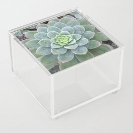 Sweet and Succulent Acrylic Box