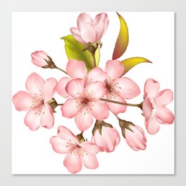 Pink Cherry Blossom on white background 3 Canvas Print
