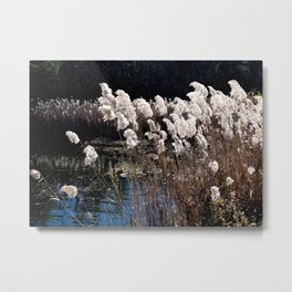 Cattails Metal Print | Nature, Stockbridge, Cattails, Typha, Pond, Photo, Outdoors, Autumn 