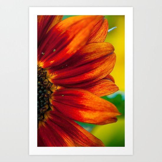 Red Sunflower Art Print