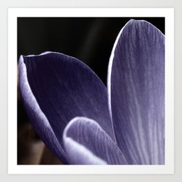 Purple Crocus Flower V detail Art Print