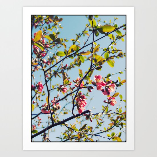 Spring Time Blossoms Art Print
