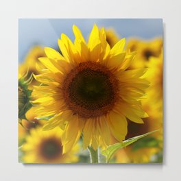 In the sun Metal Print | Floral, Warm, Sunflowers, Love, Flowerpetals, Flower, Hope, Nature, Dream, Life 