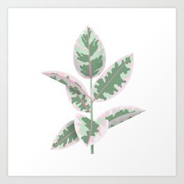 Rubber Plant Ficus Elastica - White Background Art Print