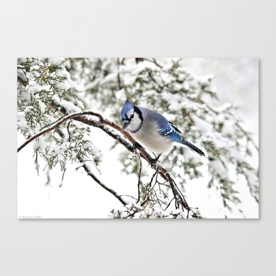 April Fools' Jay Canvas Print