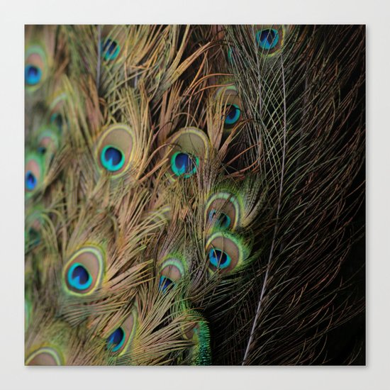 Peacock #1 Canvas Print