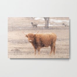 Highland Cow in the Snow Metal Print | Farmanimal, Autumn, Animal, Longhorn, Fall, Field, Highlandcow, Snow, Photo, Cattle 