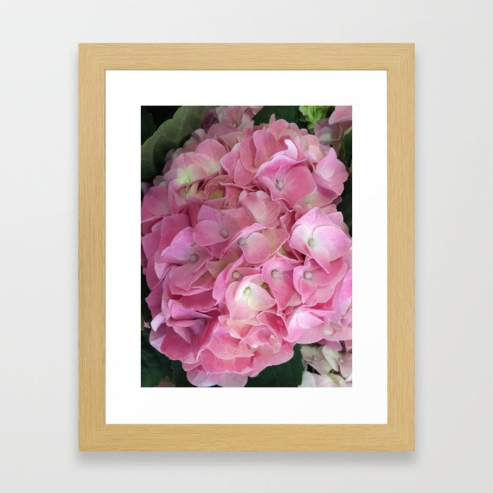 Pink Hydrangea Framed Art Print