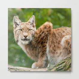 Golden eyes Metal Print | Cats, Natura, Color, Square, Animal, Nature, Fauna, Photo, Lynx, Cat 