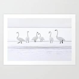 Swans Strike a Pose Art Print | Wildlife, Swan, Trumpeter Swan, Animal, Ducks, Nature, Strike A Pose, Snowy Birds, Elegant, Bird Lover 