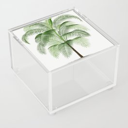 Vintage Botanical Print - Cocos Palm Tree Illustration Acrylic Box