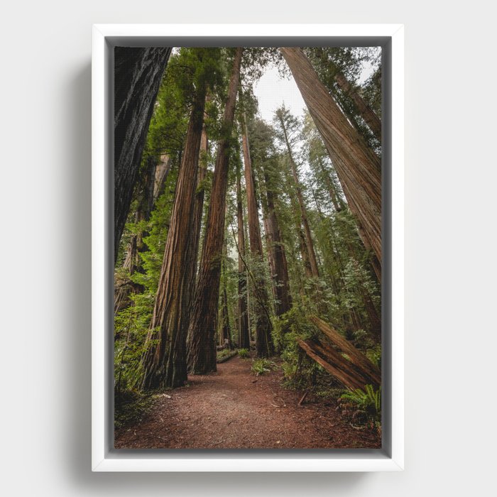 Framed Canvas