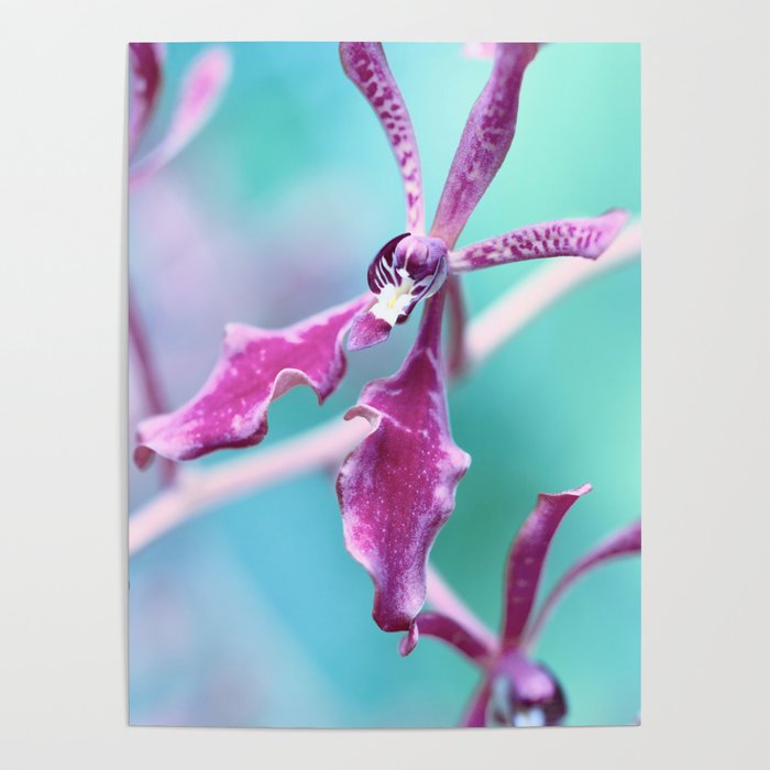 Orchid In Purple And Turquoise Blue  Poster