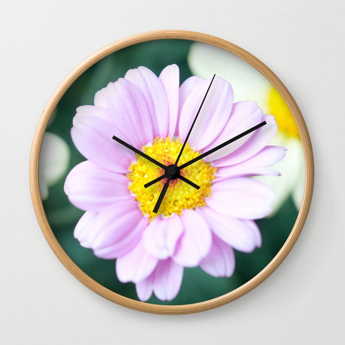 Soft Pink Marguerite Daisy Flower #1 #decor #art #society6 Wall Clock