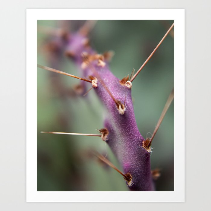 Pretty purple prickly paddles // Opuntia santa rita aka Purple prickly pear Art Print