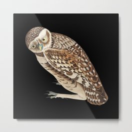 owl animal bird nature animals cute Metal Print