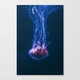 Diving Jellyfish Canvas Print