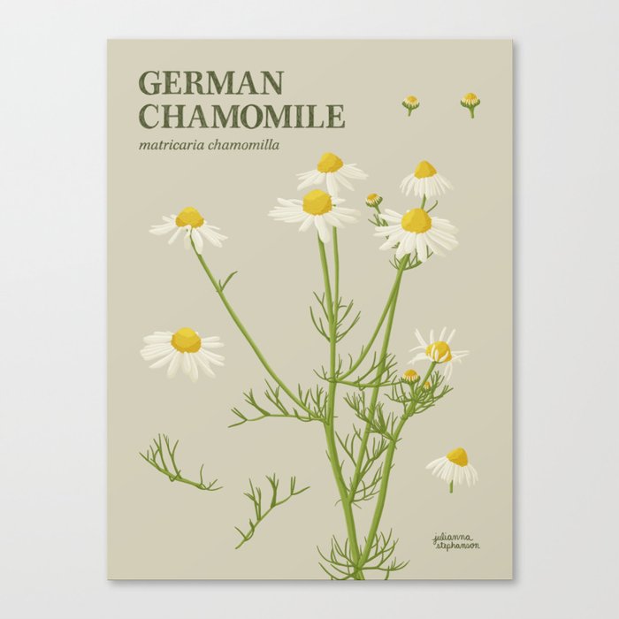 Botanical German Chamomile Canvas Print