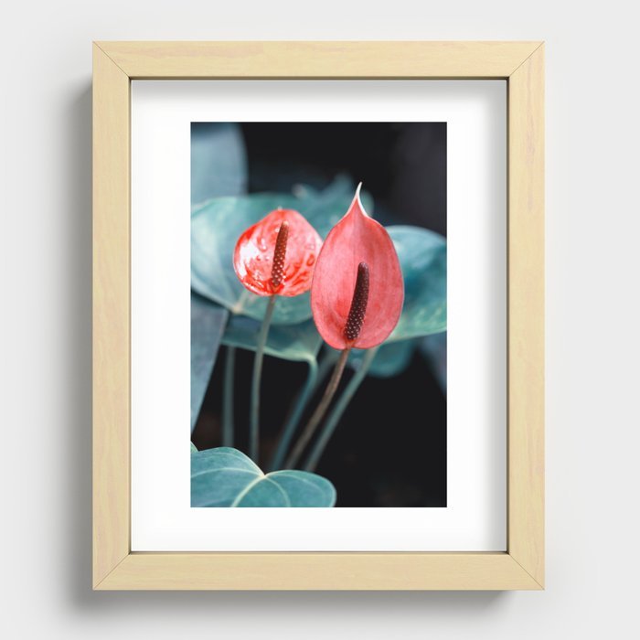 Beautiful Anthurium Flamingo Flower In Varitone Red Recessed Framed Print
