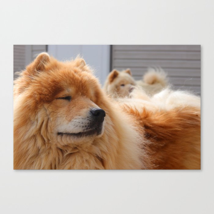 Chow Dogs Canvas Print