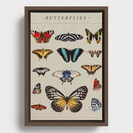 Vintage retro butterfly collection board Framed Canvas